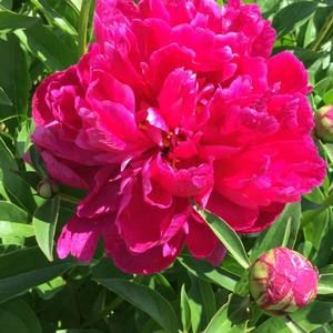 Meet your Posher, Mary